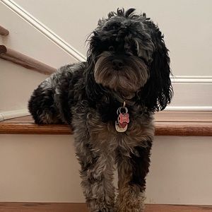 Meet your Posher, David